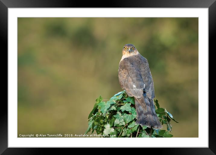 Female sparrowhawk Framed Mounted Print by Alan Tunnicliffe