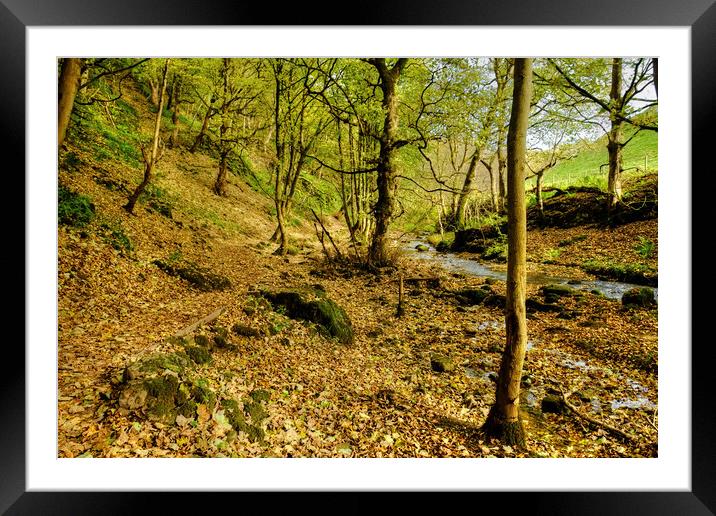 Malham Woods Framed Mounted Print by Diana Mower