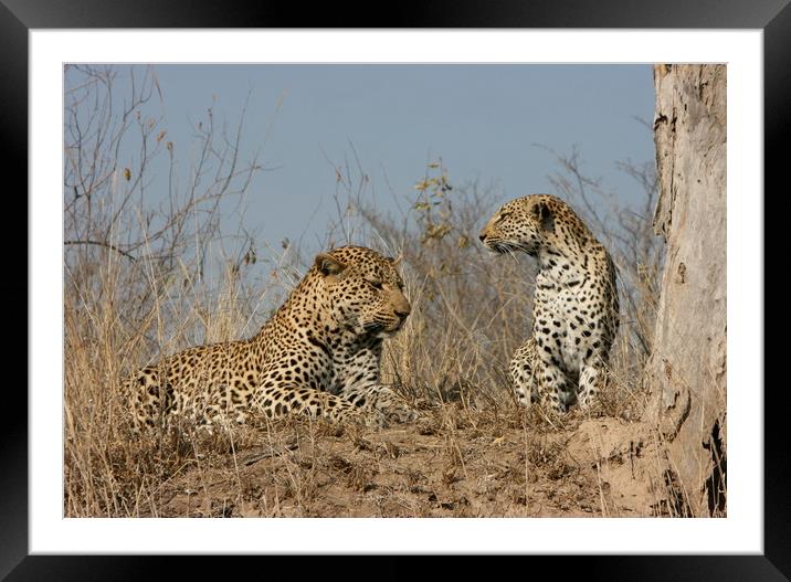 Leopard Couple Framed Mounted Print by Nathalie Hales