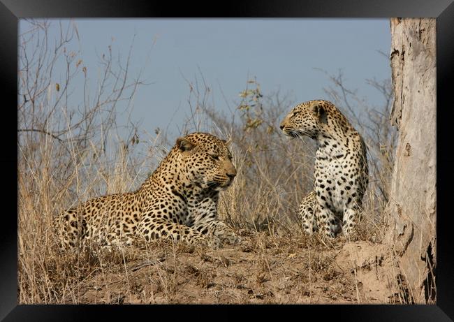Leopard Couple Framed Print by Nathalie Hales