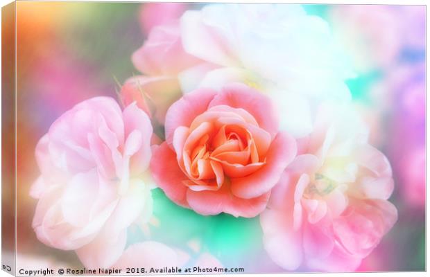 Pink rose with texture Canvas Print by Rosaline Napier