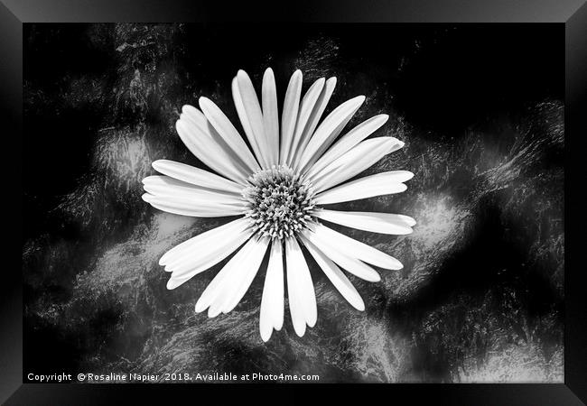 Single Celmisia Hookeri white flower marble Framed Print by Rosaline Napier