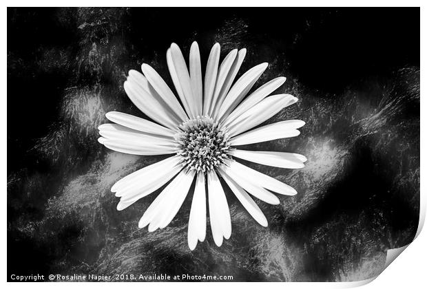 Single Celmisia Hookeri white flower marble Print by Rosaline Napier