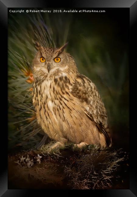Eagle Owl Framed Print by Robert Murray