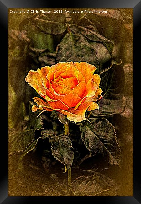 Orange Rose in oils Framed Print by Chris Thaxter