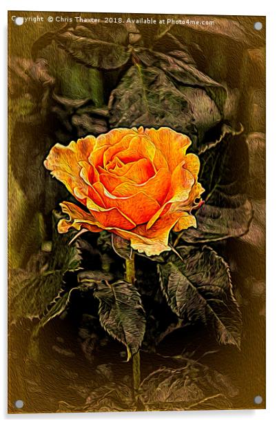 Orange Rose in oils Acrylic by Chris Thaxter