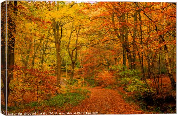 Colours of Autumn Canvas Print by David Oxtaby  ARPS