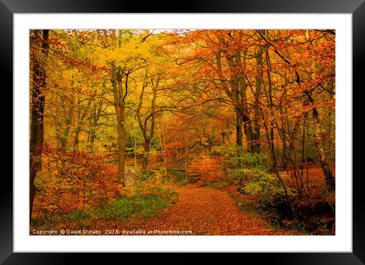 Colours of Autumn Framed Mounted Print by David Oxtaby  ARPS