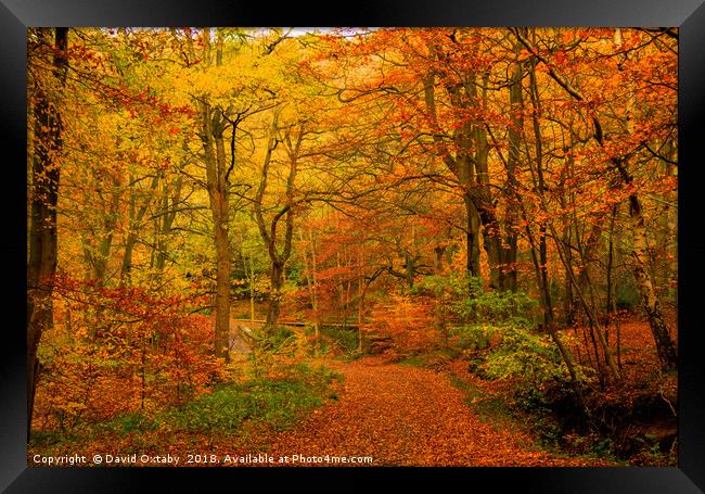Colours of Autumn Framed Print by David Oxtaby  ARPS