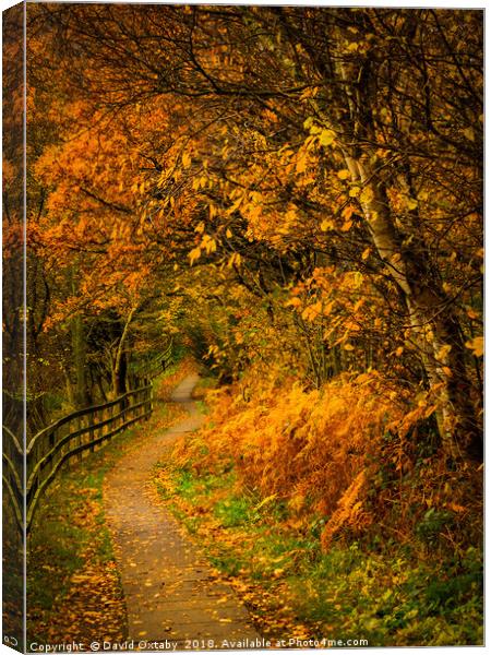 A track in the woods Canvas Print by David Oxtaby  ARPS