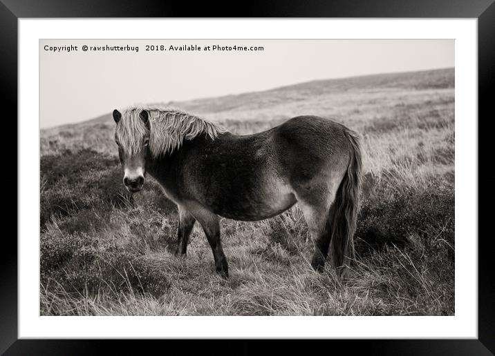 Exmoor Pony Bronze Framed Mounted Print by rawshutterbug 