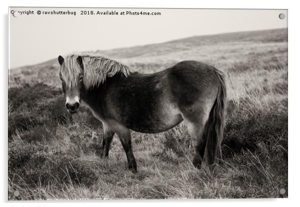 Exmoor Pony Bronze Acrylic by rawshutterbug 