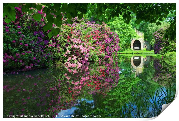 Rhododendron in Full Bloom Print by Gisela Scheffbuch