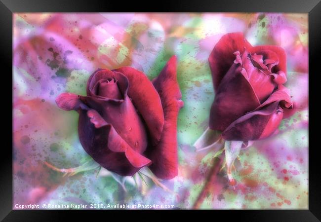 Two red roses with abstract background Framed Print by Rosaline Napier