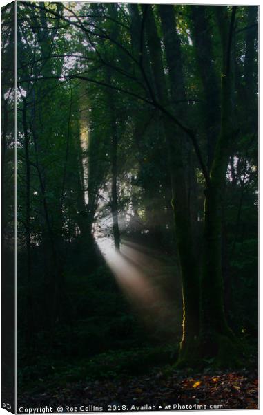 Early Morning Sunbeam, Kennall Vale Canvas Print by Roz Collins