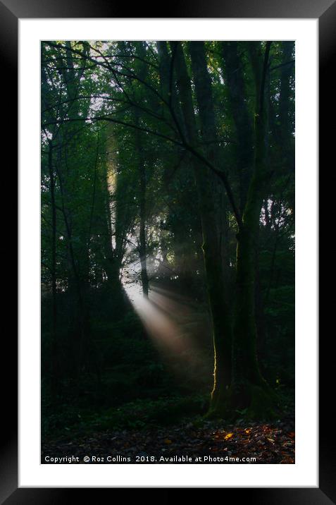 Early Morning Sunbeam, Kennall Vale Framed Mounted Print by Roz Collins