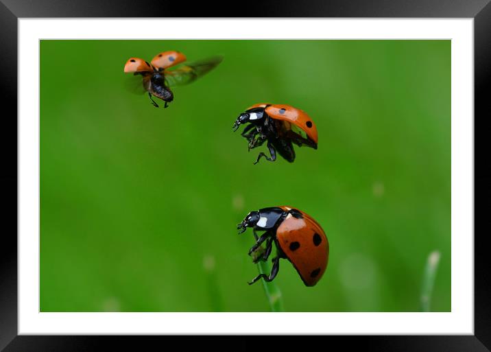 Up, Up & Away Framed Mounted Print by Neil Greenhalgh
