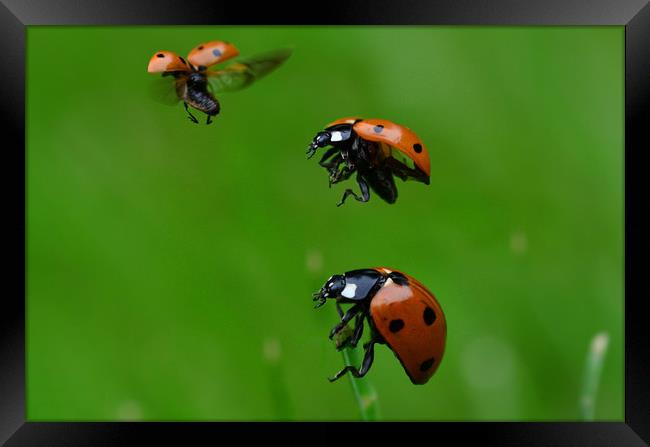 Up, Up & Away Framed Print by Neil Greenhalgh