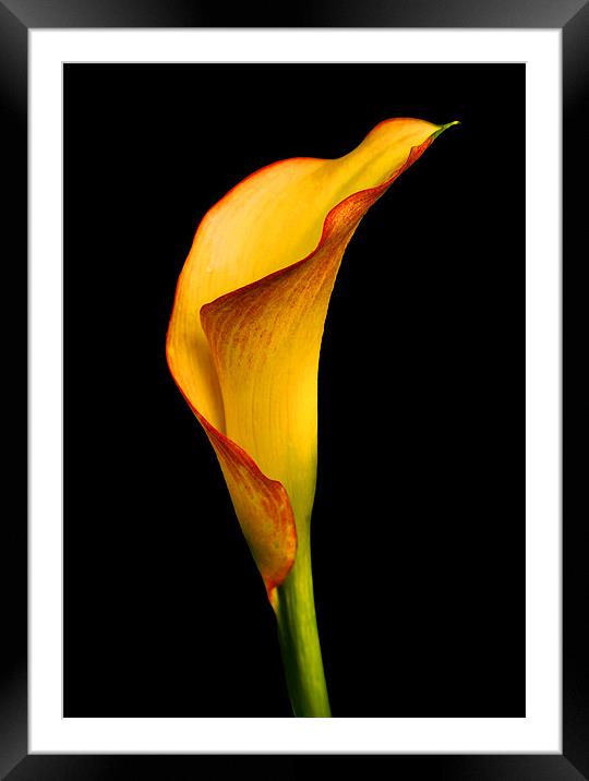 Calla Lily Framed Mounted Print by Gilbert Hurree
