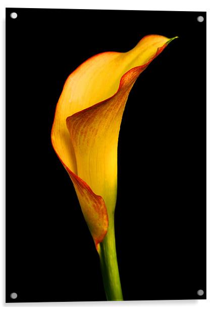 Calla Lily Acrylic by Gilbert Hurree