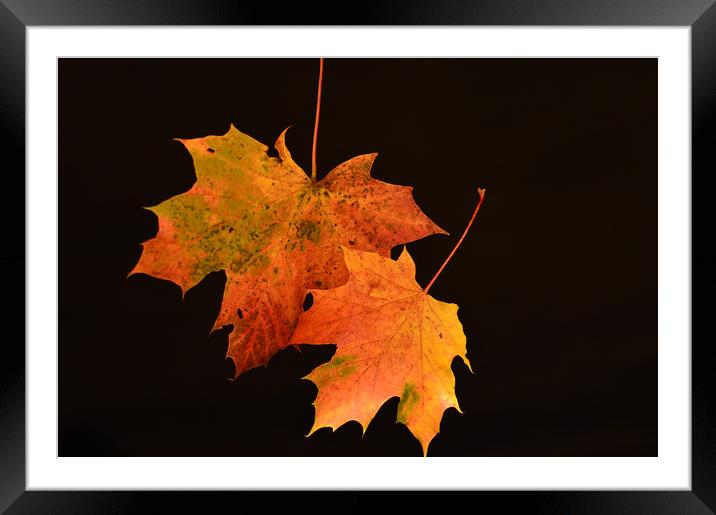 Autumn Glory Framed Mounted Print by Neil Greenhalgh