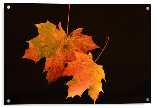 Autumn Glory Acrylic by Neil Greenhalgh