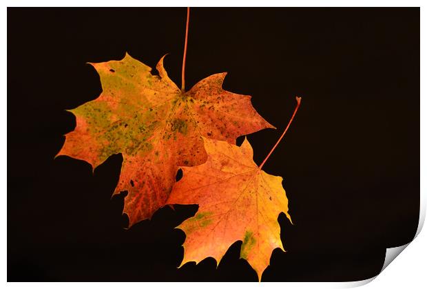 Autumn Glory Print by Neil Greenhalgh