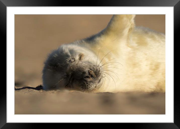 Seal Pup Framed Mounted Print by Ian Hufton