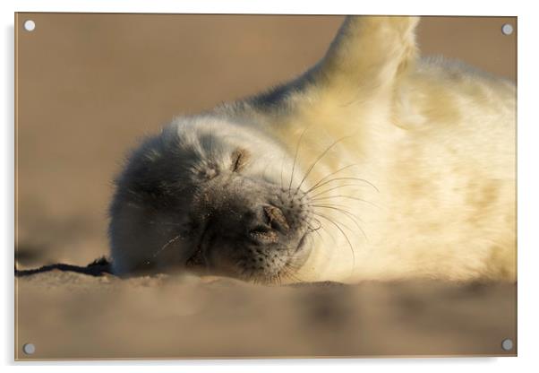 Seal Pup Acrylic by Ian Hufton