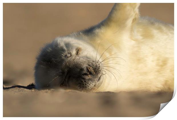 Seal Pup Print by Ian Hufton