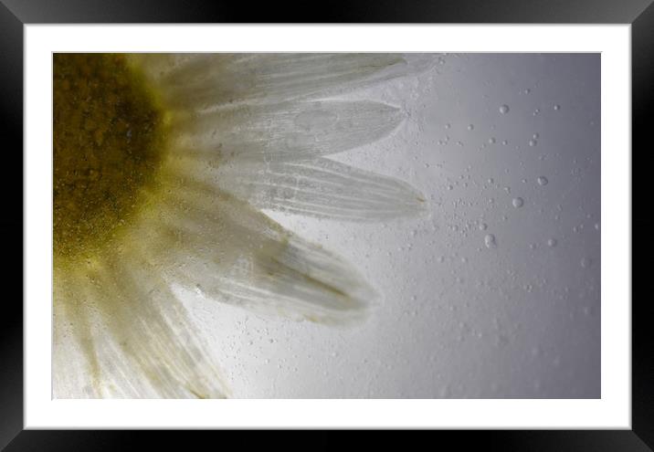 Frozen Daisy Framed Mounted Print by Neil Greenhalgh