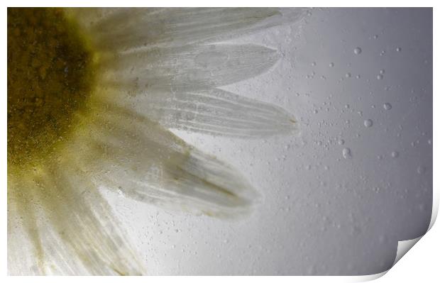 Frozen Daisy Print by Neil Greenhalgh