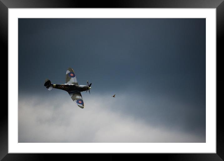 Spitfire chasing the birdie  Framed Mounted Print by Neil Greenhalgh