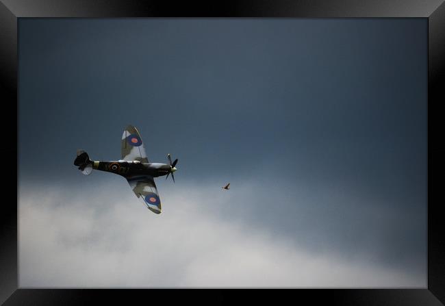 Spitfire chasing the birdie  Framed Print by Neil Greenhalgh