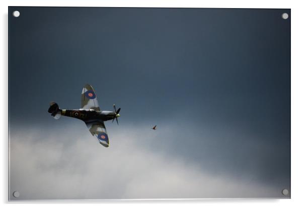 Spitfire chasing the birdie  Acrylic by Neil Greenhalgh