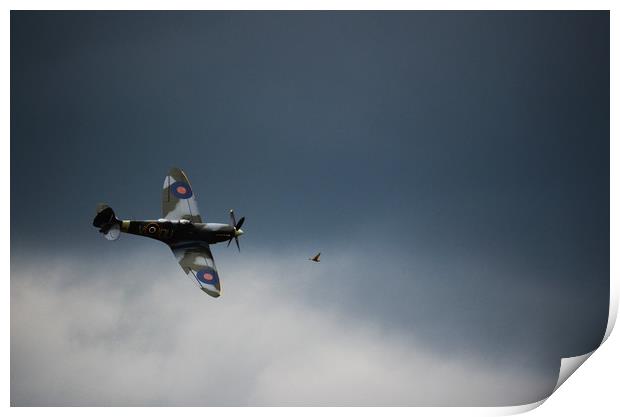 Spitfire chasing the birdie  Print by Neil Greenhalgh