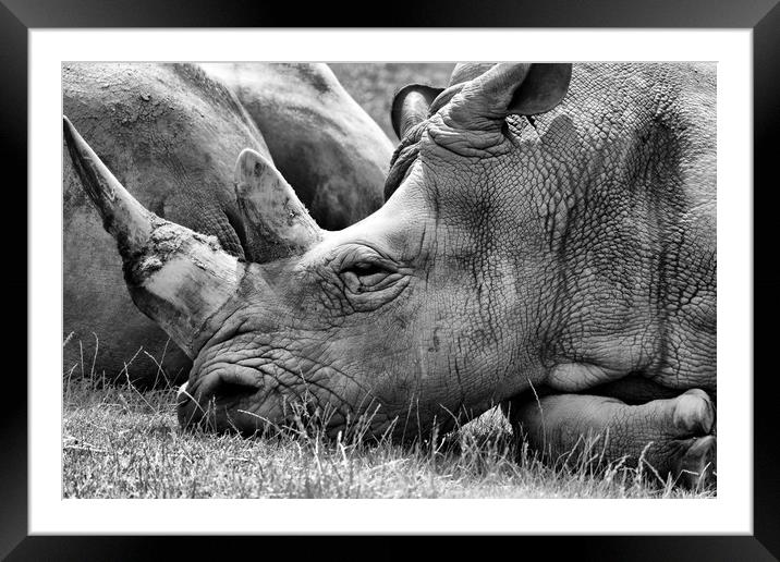 Rhino in b&w Framed Mounted Print by sean clifford