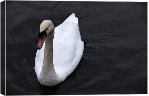 Lonely Swan Canvas Print by Sheryl Brown
