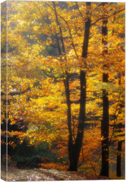 Autumn in the Beechwood Canvas Print by Linda Cooke
