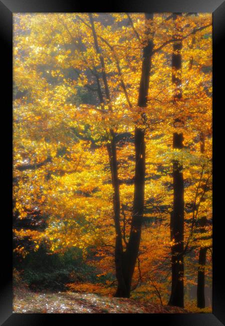 Autumn in the Beechwood Framed Print by Linda Cooke