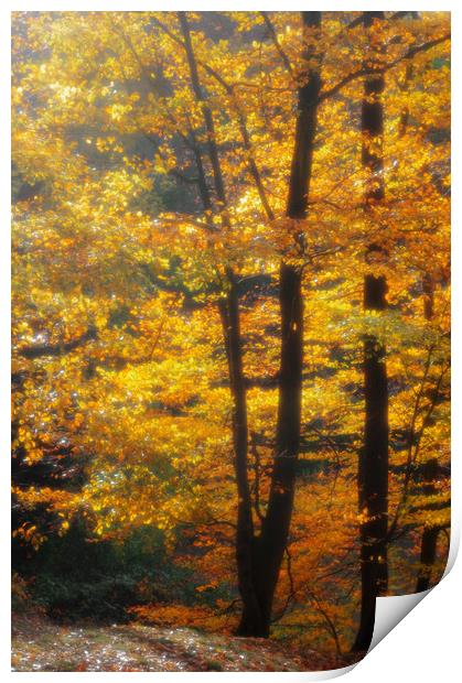 Autumn in the Beechwood Print by Linda Cooke