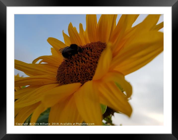 Sunflower Framed Mounted Print by Chris Williams