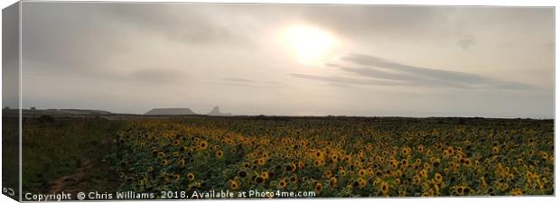 Worms Head Sunflowers Canvas Print by Chris Williams