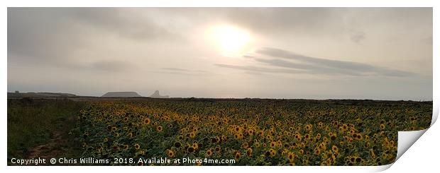 Worms Head Sunflowers Print by Chris Williams