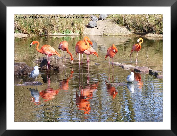 Flamingos at the Zoo. Framed Mounted Print by Lilian Marshall