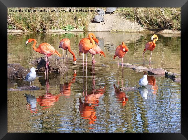 Flamingos at the Zoo. Framed Print by Lilian Marshall