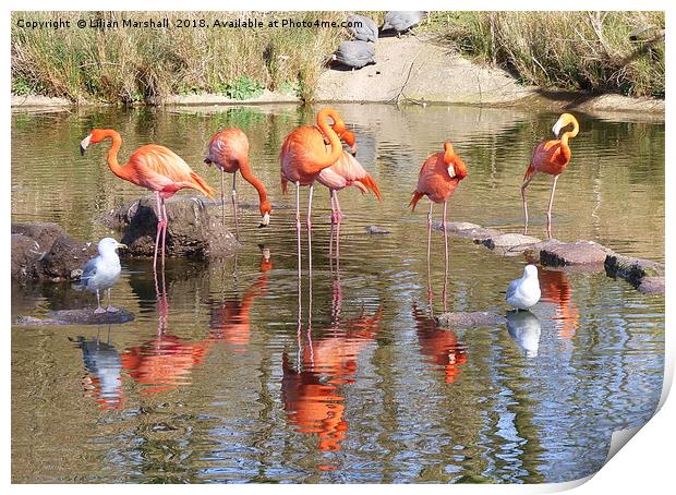 Flamingos at the Zoo. Print by Lilian Marshall