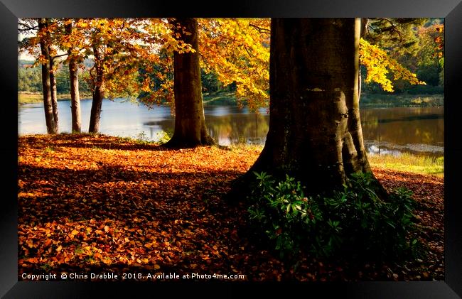 Autumn trees in the River Derwent valley Framed Print by Chris Drabble