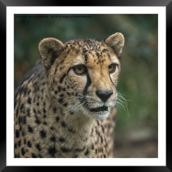 Cheetah's Face Framed Mounted Print by rawshutterbug 