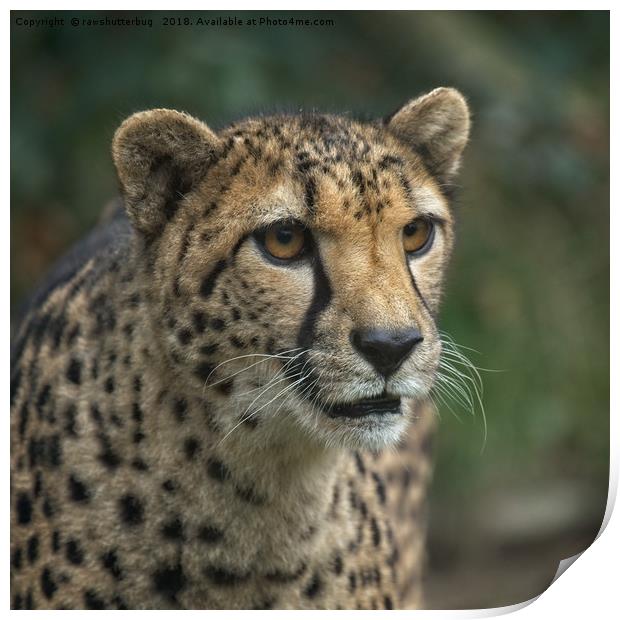 Cheetah's Face Print by rawshutterbug 